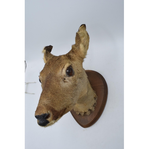 178 - A vintage French taxidermy model of a Deer mounted on a wooden shield. 30cm tall.