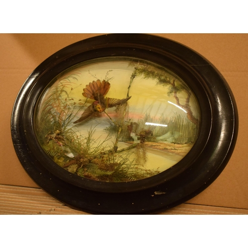 333 - An oval-framed taxidermy pair of Hummingbirds with realistic foliage, 43cm wide.