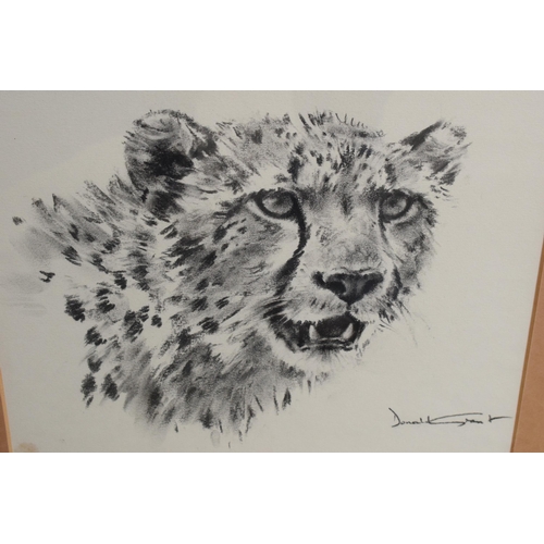 290A - Donald Grant MBE (1924-2001) charcoal drawing study of a Cheetah 22 x 27cm exc frame. Signed bottom ... 