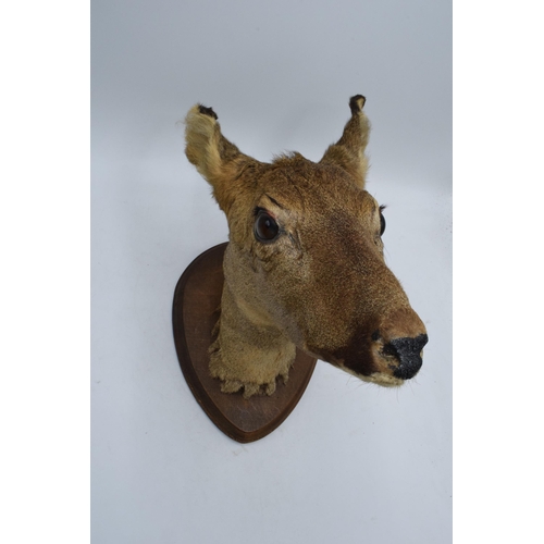 332 - A vintage French taxidermy model of a Deer mounted on a wooden shield. 30cm tall.