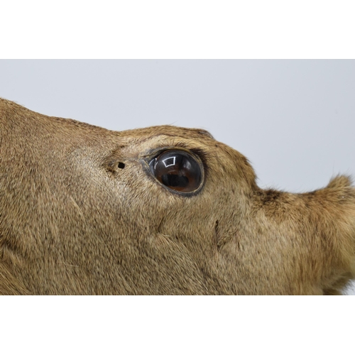 332 - A vintage French taxidermy model of a Deer mounted on a wooden shield. 30cm tall.