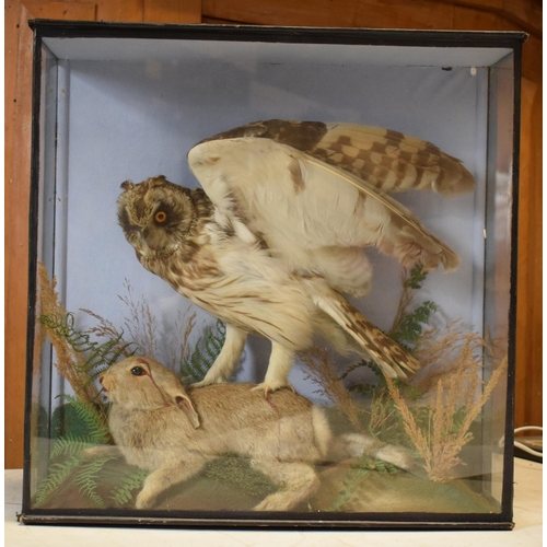 330 - Taxidermy: a late Victorian taxidermy owl attacking a rabbit set amongst realistic foliage and scene... 