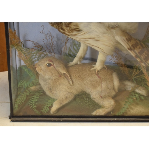 330 - Taxidermy: a late Victorian taxidermy owl attacking a rabbit set amongst realistic foliage and scene... 