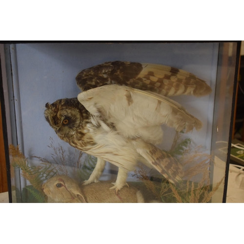 330 - Taxidermy: a late Victorian taxidermy owl attacking a rabbit set amongst realistic foliage and scene... 