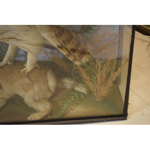 330 - Taxidermy: a late Victorian taxidermy owl attacking a rabbit set amongst realistic foliage and scene... 