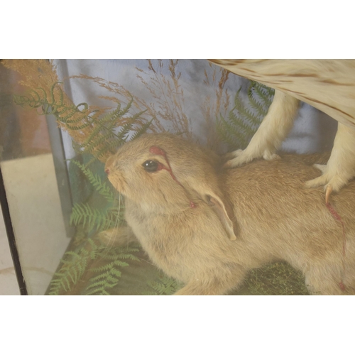 330 - Taxidermy: a late Victorian taxidermy owl attacking a rabbit set amongst realistic foliage and scene... 