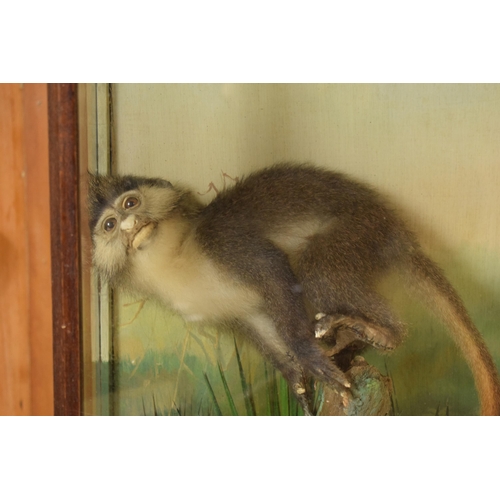 331 - Taxidermy: A 20th century taxidermy model of a monkey sitting on a branch amongst realistic foliage ... 