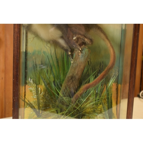 331 - Taxidermy: A 20th century taxidermy model of a monkey sitting on a branch amongst realistic foliage ... 