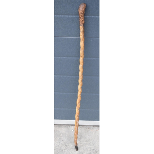 246 - Late 19th / early 20th century bull pizzle stick, 87cm long.