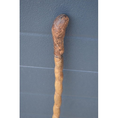 246 - Late 19th / early 20th century bull pizzle stick, 87cm long.