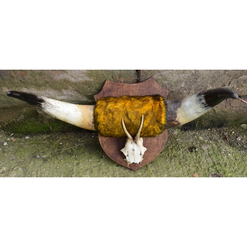 284 - A pair of vintage Shorthorn cow horns with fur mounted onto a wooden shield with later mini deer hor... 