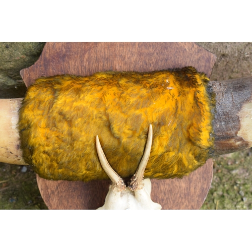 284 - A pair of vintage Shorthorn cow horns with fur mounted onto a wooden shield with later mini deer hor... 