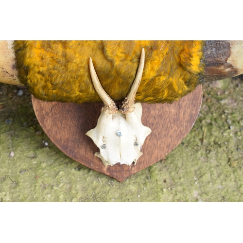 284 - A pair of vintage Shorthorn cow horns with fur mounted onto a wooden shield with later mini deer hor... 