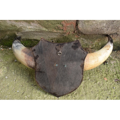 284 - A pair of vintage Shorthorn cow horns with fur mounted onto a wooden shield with later mini deer hor... 