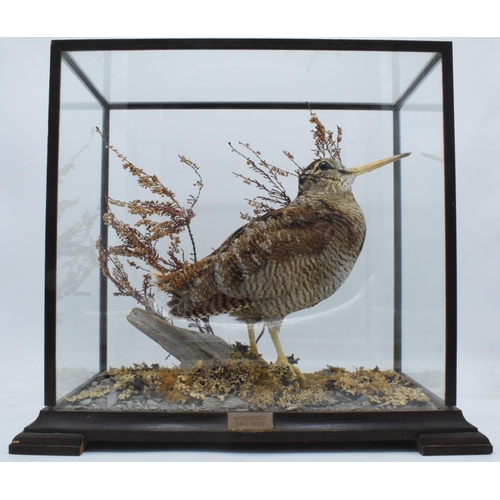 333 - Taxidermy - Douglas Coates: cased Woodcock 1989 surrounded by realistic scenery and foliage, 38 x 23... 