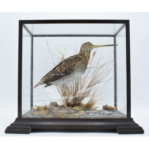 334 - Taxidermy - Douglas Coates: cased vintage taxidermy Snipe (or similar) surrounded by realistic scene... 