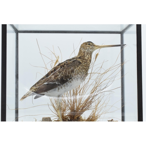 334 - Taxidermy - Douglas Coates: cased vintage taxidermy Snipe (or similar) surrounded by realistic scene... 