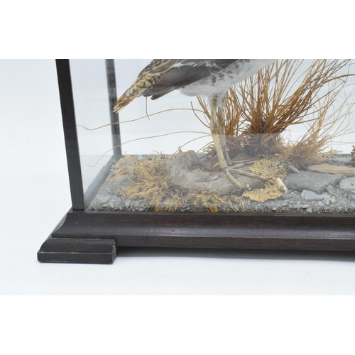 334 - Taxidermy - Douglas Coates: cased vintage taxidermy Snipe (or similar) surrounded by realistic scene... 