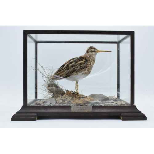 335 - Taxidermy - Douglas Coates:  vintage cased Jack Snipe November 1990 surrounded by realistic scenery ... 