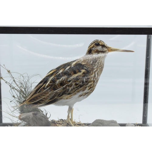 335 - Taxidermy - Douglas Coates:  vintage cased Jack Snipe November 1990 surrounded by realistic scenery ... 