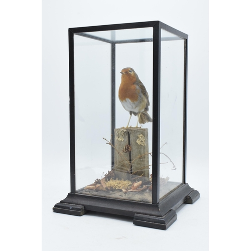 336 - Taxidermy - Douglas Coates: late 20th century cased taxidermy Robin surrounded by realistic scenery ... 