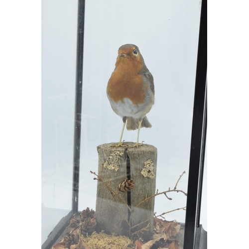 336 - Taxidermy - Douglas Coates: late 20th century cased taxidermy Robin surrounded by realistic scenery ... 