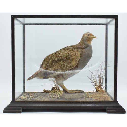 337 - Taxidermy - Douglas Coates: cased vintage taxidermy Partridge, late 20th centruy surrounded by reali... 