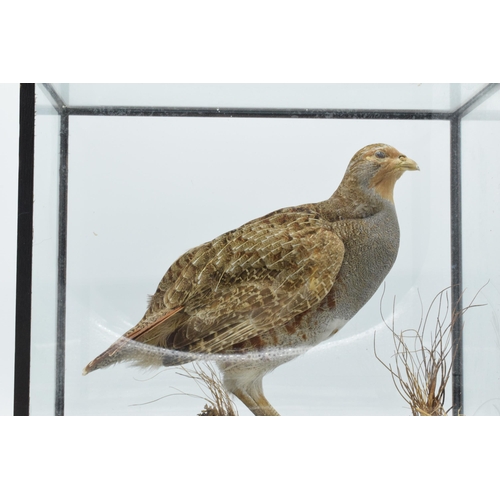 337 - Taxidermy - Douglas Coates: cased vintage taxidermy Partridge, late 20th centruy surrounded by reali... 