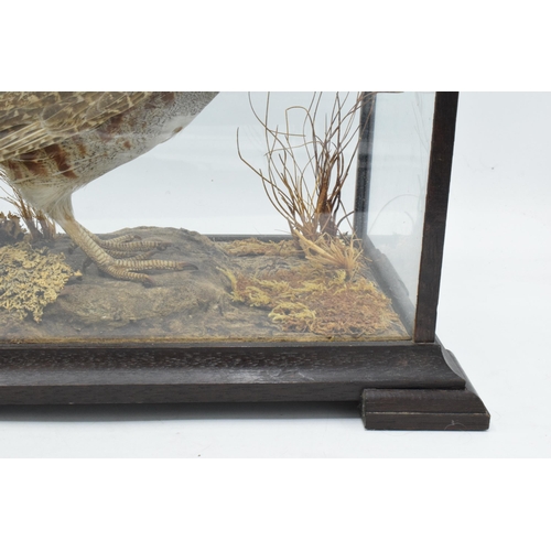 337 - Taxidermy - Douglas Coates: cased vintage taxidermy Partridge, late 20th centruy surrounded by reali... 