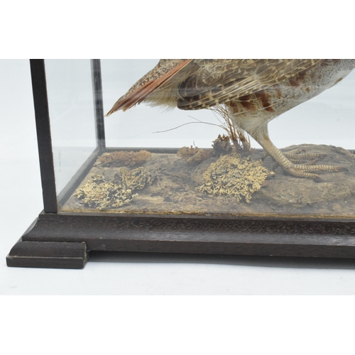 337 - Taxidermy - Douglas Coates: cased vintage taxidermy Partridge, late 20th centruy surrounded by reali... 