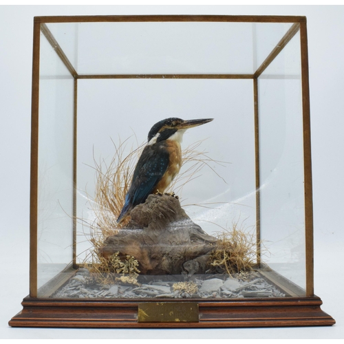 338 - Taxidermy - Douglas Coates: cased taxidermy Kingfisher, late 20th century, Gayton Brook,  surrounded... 