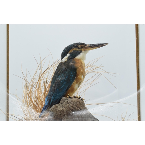 338 - Taxidermy - Douglas Coates: cased taxidermy Kingfisher, late 20th century, Gayton Brook,  surrounded... 