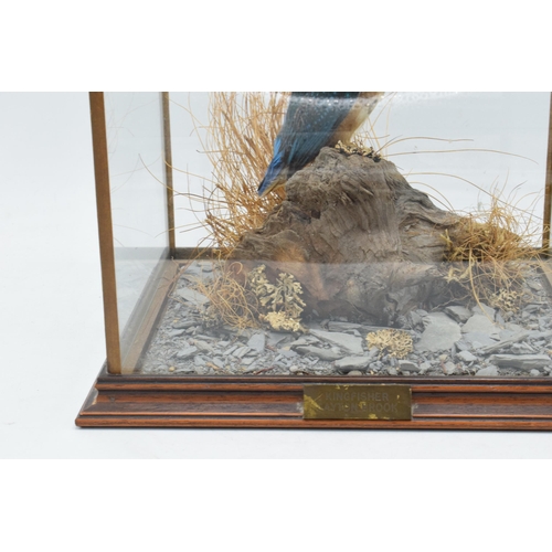 338 - Taxidermy - Douglas Coates: cased taxidermy Kingfisher, late 20th century, Gayton Brook,  surrounded... 