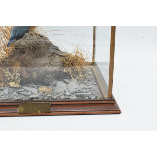 338 - Taxidermy - Douglas Coates: cased taxidermy Kingfisher, late 20th century, Gayton Brook,  surrounded... 