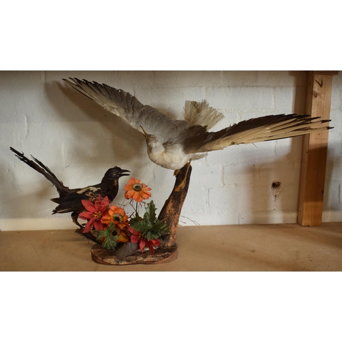 339 - Taxidermy: a realistic vintage taxidermy scene of a magpie and a seagull (or similar fish eating bir... 