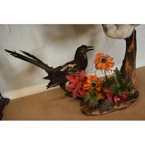 339 - Taxidermy: a realistic vintage taxidermy scene of a magpie and a seagull (or similar fish eating bir... 