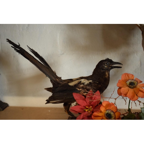 339 - Taxidermy: a realistic vintage taxidermy scene of a magpie and a seagull (or similar fish eating bir... 