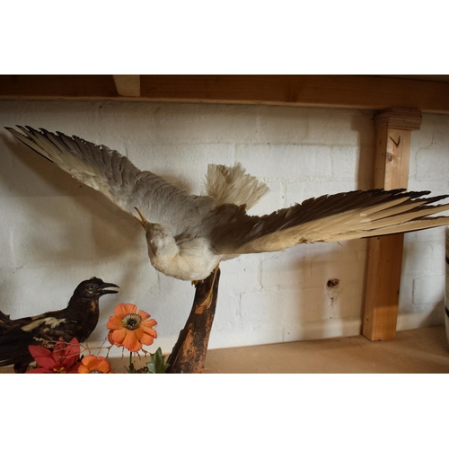 339 - Taxidermy: a realistic vintage taxidermy scene of a magpie and a seagull (or similar fish eating bir... 