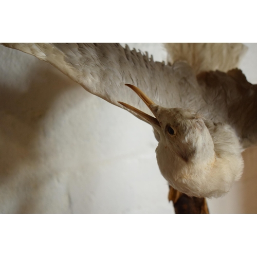 339 - Taxidermy: a realistic vintage taxidermy scene of a magpie and a seagull (or similar fish eating bir... 