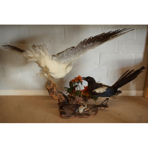 339 - Taxidermy: a realistic vintage taxidermy scene of a magpie and a seagull (or similar fish eating bir... 