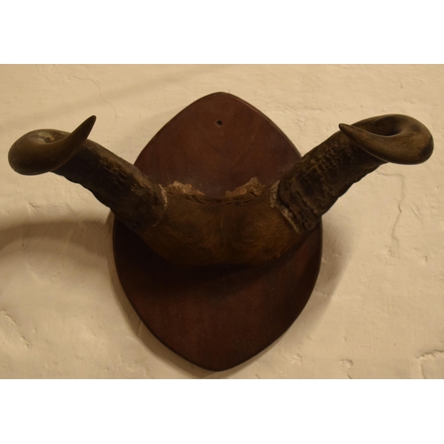 340 - Antique mounted Buffalo horns and part skull mounted onto wooden shield, 53cm wide.