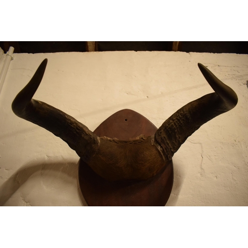 340 - Antique mounted Buffalo horns and part skull mounted onto wooden shield, 53cm wide.