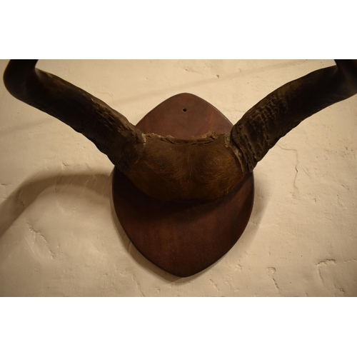 340 - Antique mounted Buffalo horns and part skull mounted onto wooden shield, 53cm wide.