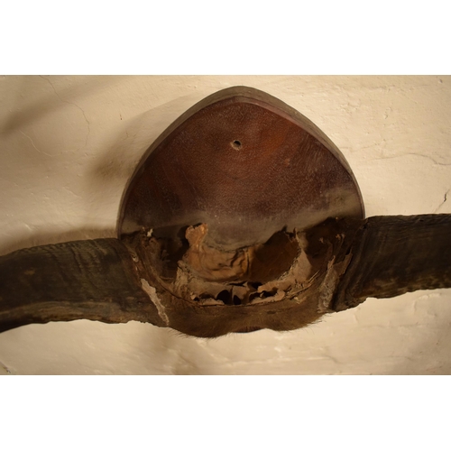 340 - Antique mounted Buffalo horns and part skull mounted onto wooden shield, 53cm wide.