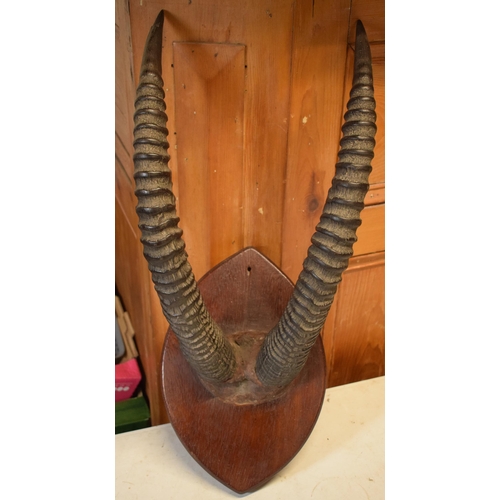 341 - Antique pair of Antelope or similar ribbed horns mounted onto wooden shield, 67cm long inc shield.

... 