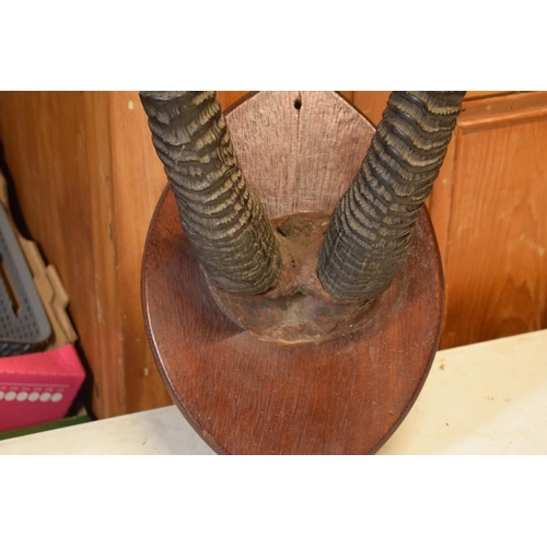 341 - Antique pair of Antelope or similar ribbed horns mounted onto wooden shield, 67cm long inc shield.

... 