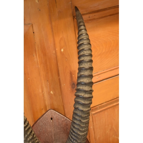 341 - Antique pair of Antelope or similar ribbed horns mounted onto wooden shield, 67cm long inc shield.

... 