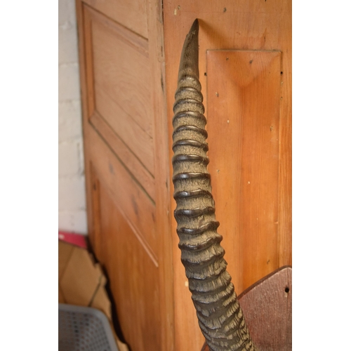 341 - Antique pair of Antelope or similar ribbed horns mounted onto wooden shield, 67cm long inc shield.

... 