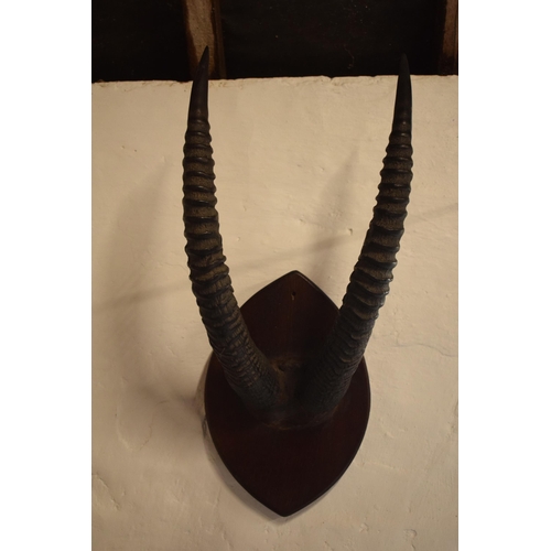 341 - Antique pair of Antelope or similar ribbed horns mounted onto wooden shield, 67cm long inc shield.

... 