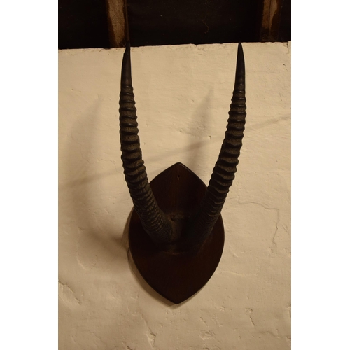 341 - Antique pair of Antelope or similar ribbed horns mounted onto wooden shield, 67cm long inc shield.

... 